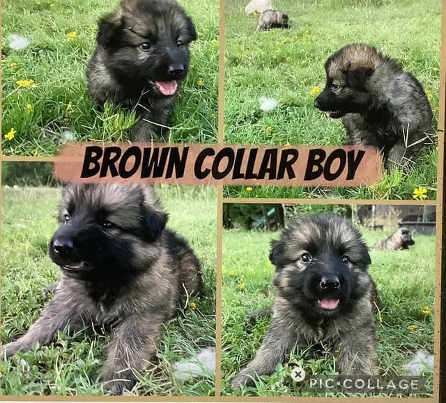 German Shepherd Dog Puppies media 8