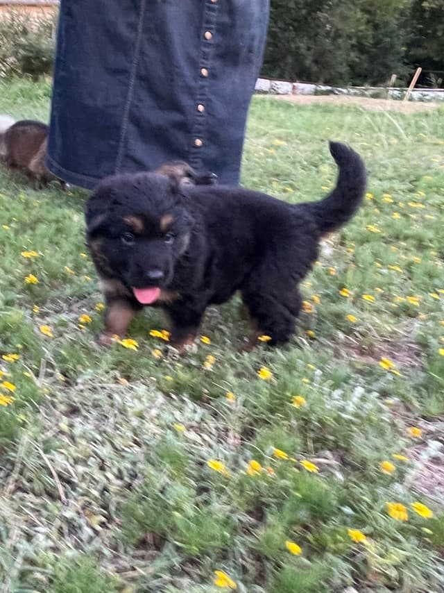 German Shepherd Dog Puppies media 4