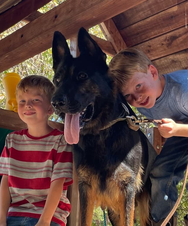 German Shepherd Dog Puppies media 6