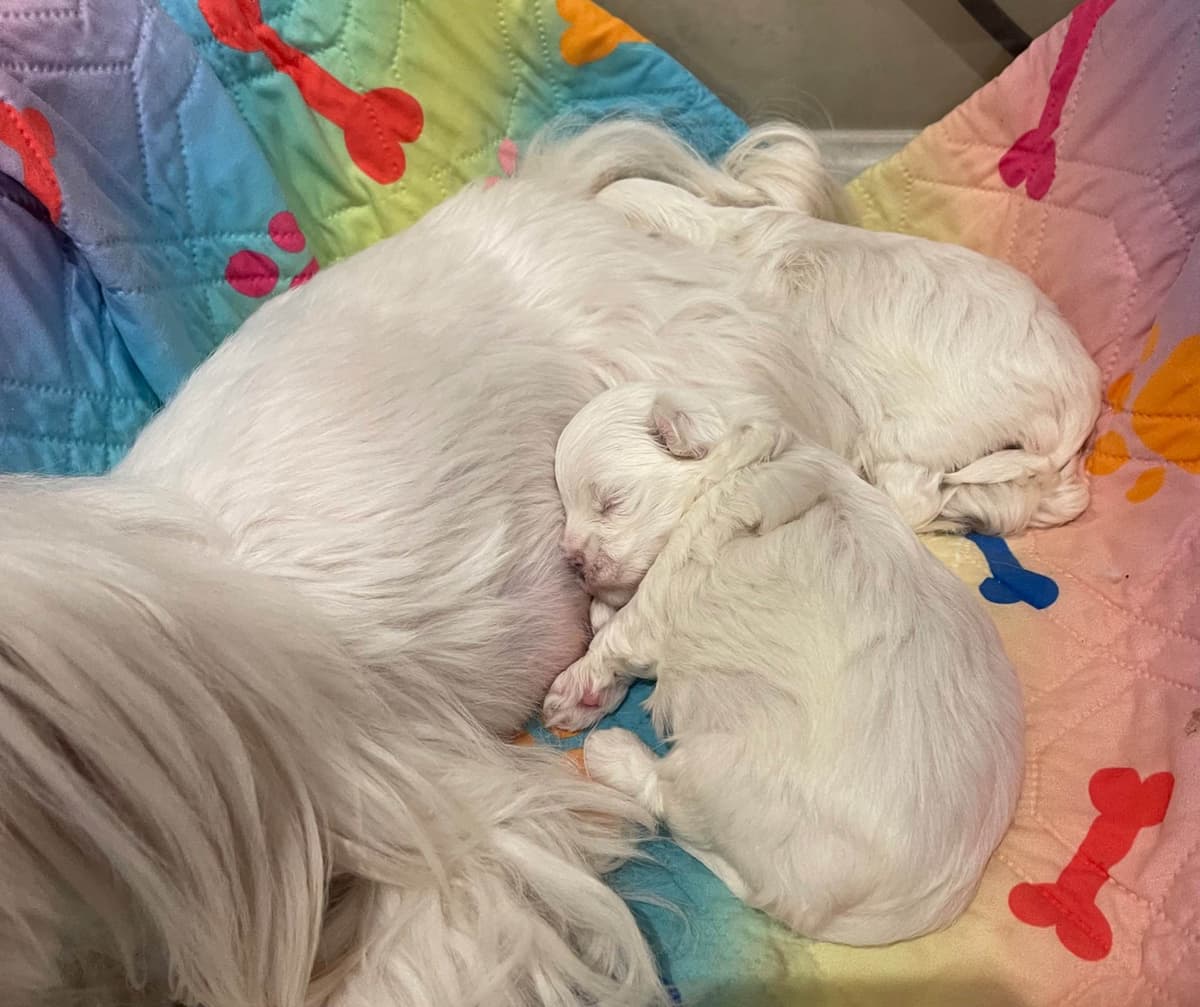 Maltese Puppies breeder image 1