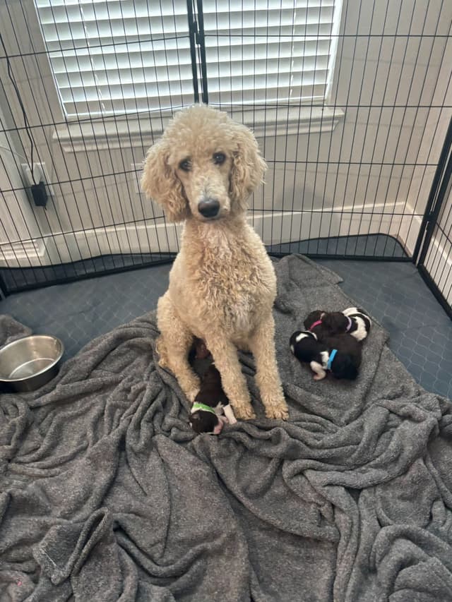 Poodle Puppies media 7