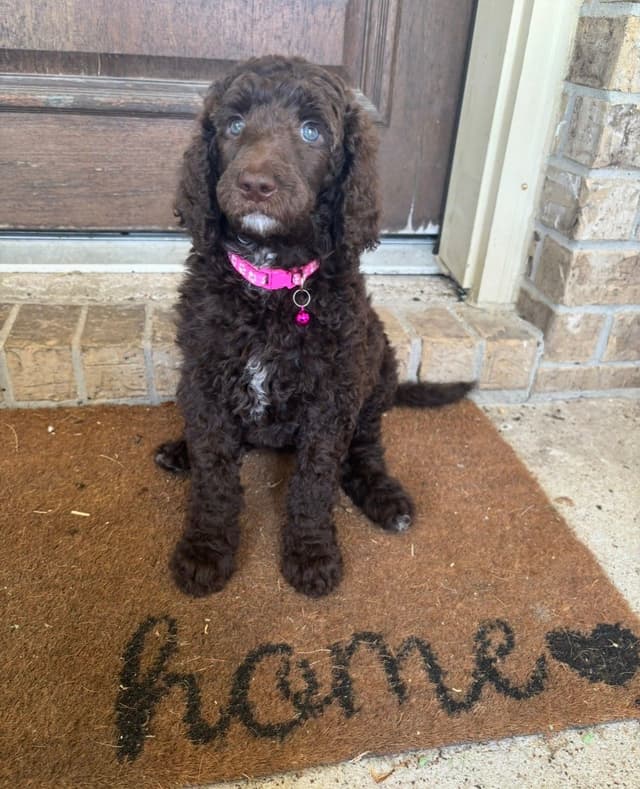 Poodle Puppies media 3