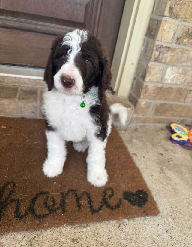 Poodle Puppies media 4