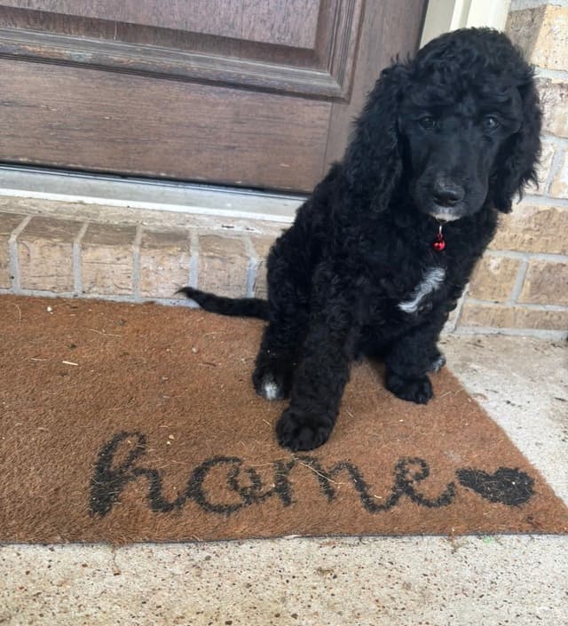 Poodle Puppies media 6