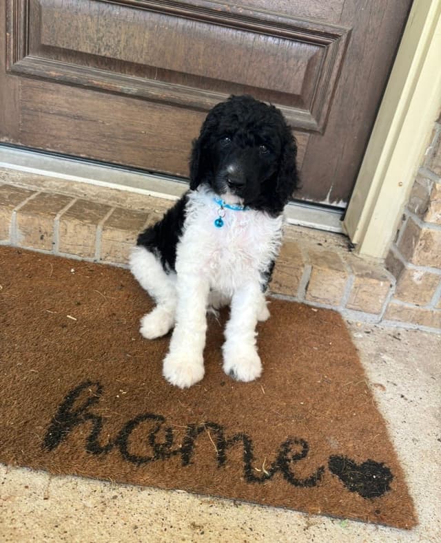Poodle Puppies media 5