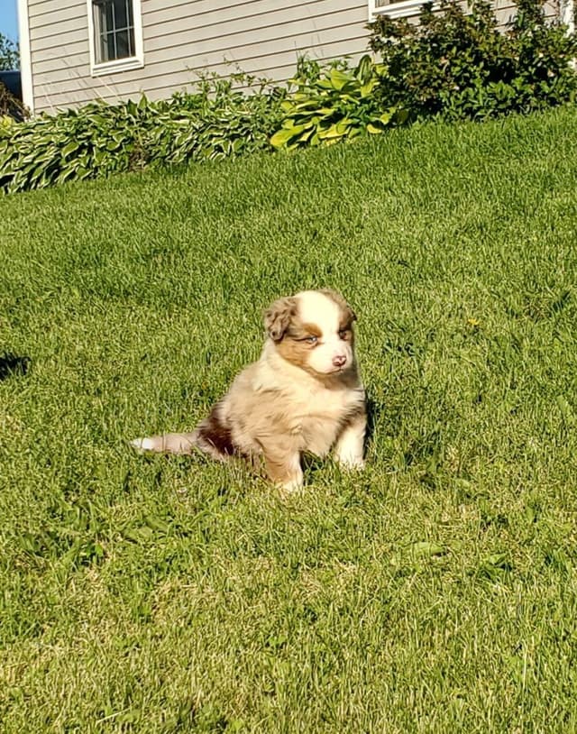 AKC/ASCA Australian Shepherd Puppies media 3