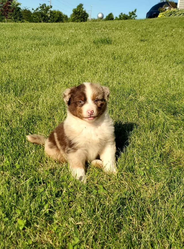 AKC/ASCA Australian Shepherd Puppies media 4