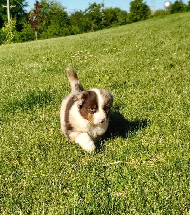 AKC/ASCA Australian Shepherd Puppies media 5