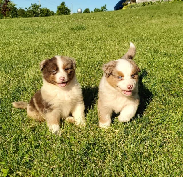 AKC/ASCA Australian Shepherd Puppies media 7