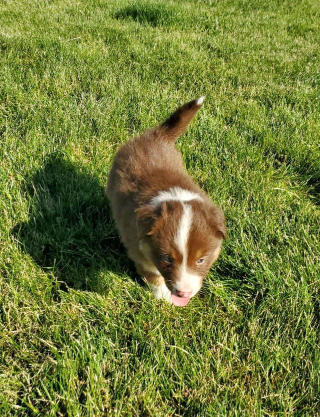 AKC/ASCA Australian Shepherd Puppies media 9