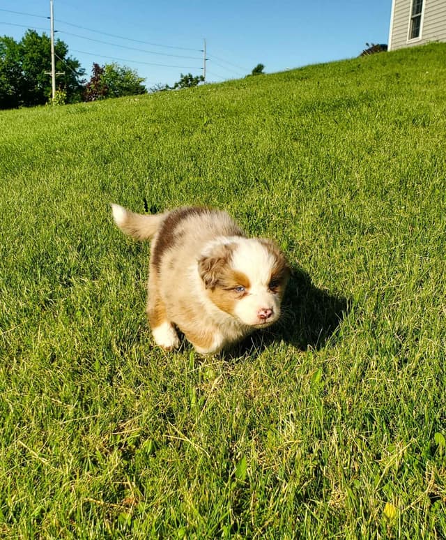 AKC/ASCA Australian Shepherd Puppies media 10