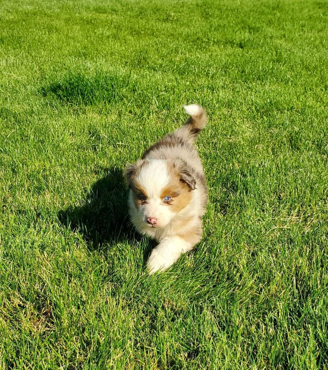 AKC/ASCA Australian Shepherd Puppies media 11