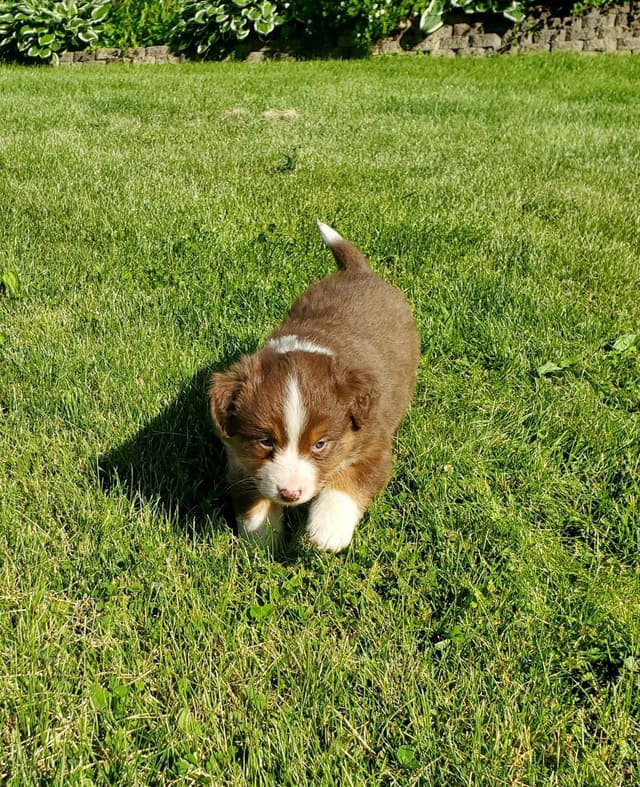 AKC/ASCA Australian Shepherd Puppies media 12