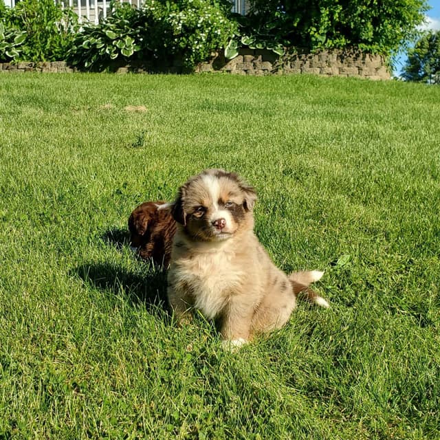 AKC/ASCA Australian Shepherd Puppies media 13