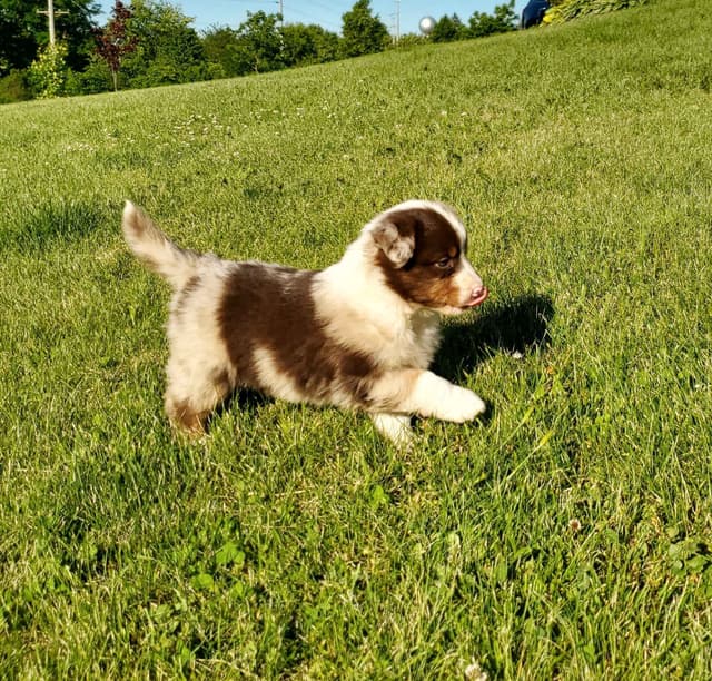 AKC/ASCA Australian Shepherd Puppies media 14