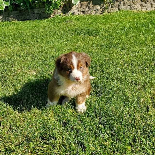AKC/ASCA Australian Shepherd Puppies media 15