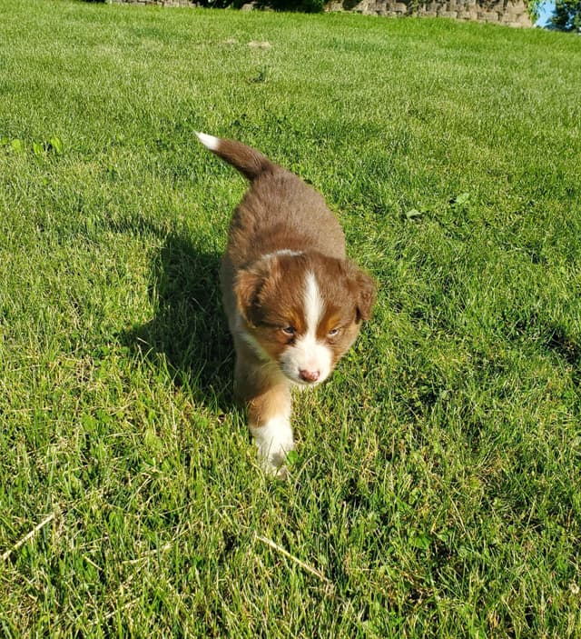 AKC/ASCA Australian Shepherd Puppies media 16