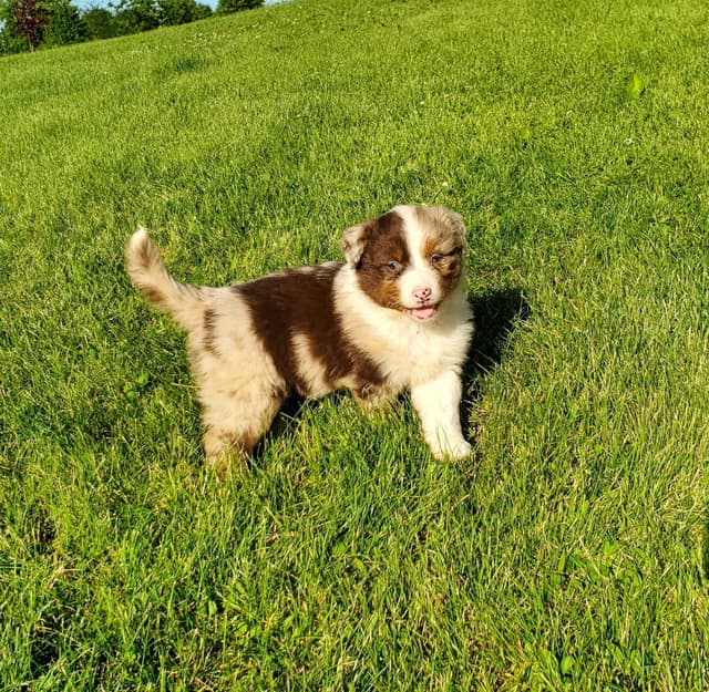 AKC/ASCA Australian Shepherd Puppies media 17