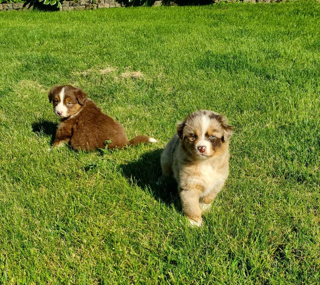 AKC/ASCA Australian Shepherd Puppies media 18