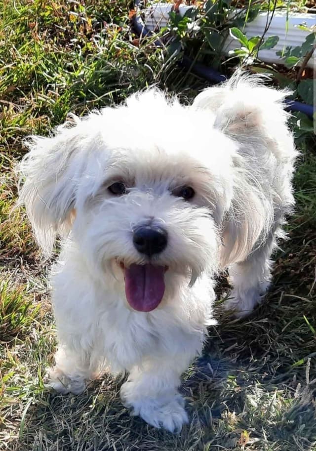 Maltese Litter ~ DOB 5/16/26   Maltichon ~1 male ~ DOB 4/2/26 media 2