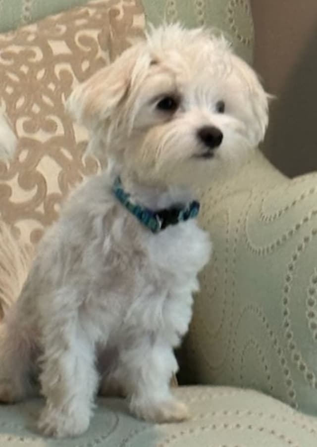 Maltese Litter ~ DOB 5/16/26   Maltichon ~1 male ~ DOB 4/2/26 media 3