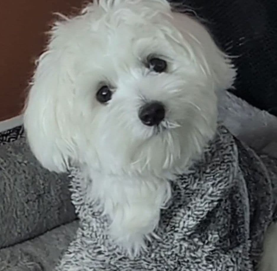 Maltese Puppies breeder image 3