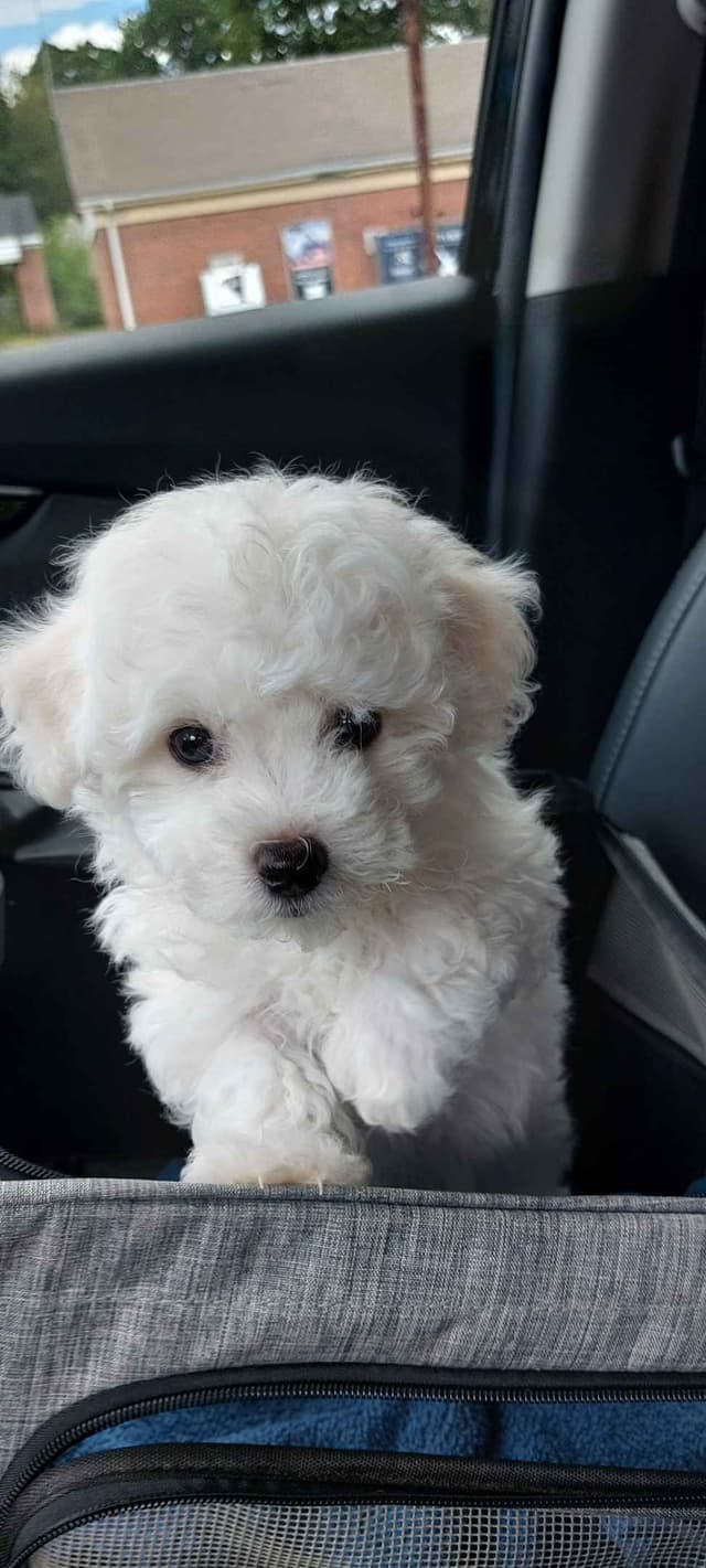 Maltese Litter ~ DOB 5/16/26   Maltichon ~1 male ~ DOB 4/2/26 media 4