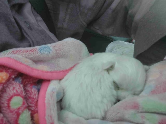 Maltese Litter ~ DOB 5/16/26   Maltichon ~1 male ~ DOB 4/2/26 media 5