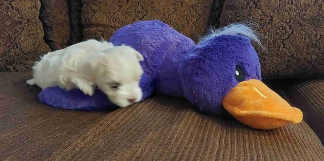 Maltese Litter ~ DOB 5/16/26   Maltichon ~1 male ~ DOB 4/2/26 media 6