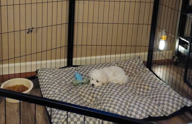 Maltese Litter ~ DOB 5/16/26   Maltichon ~1 male ~ DOB 4/2/26 media 7