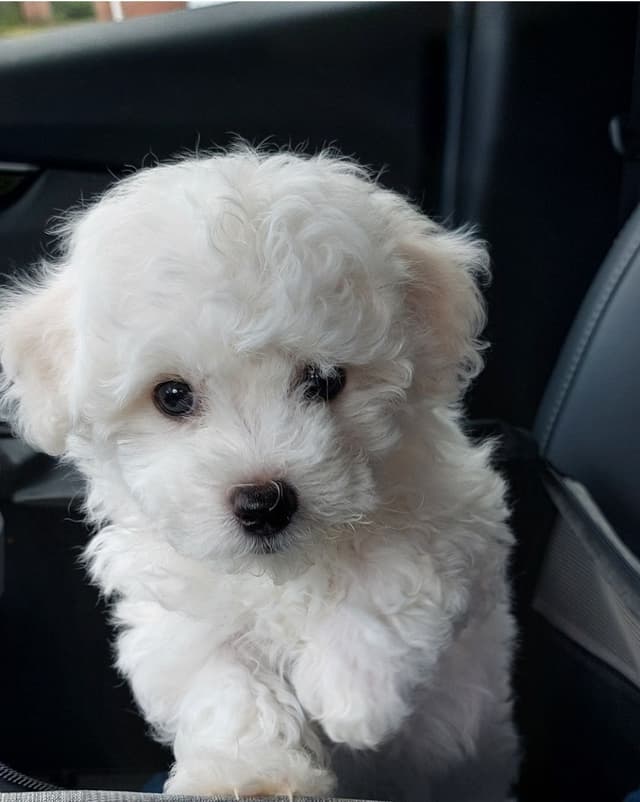 Maltese Puppies media 4