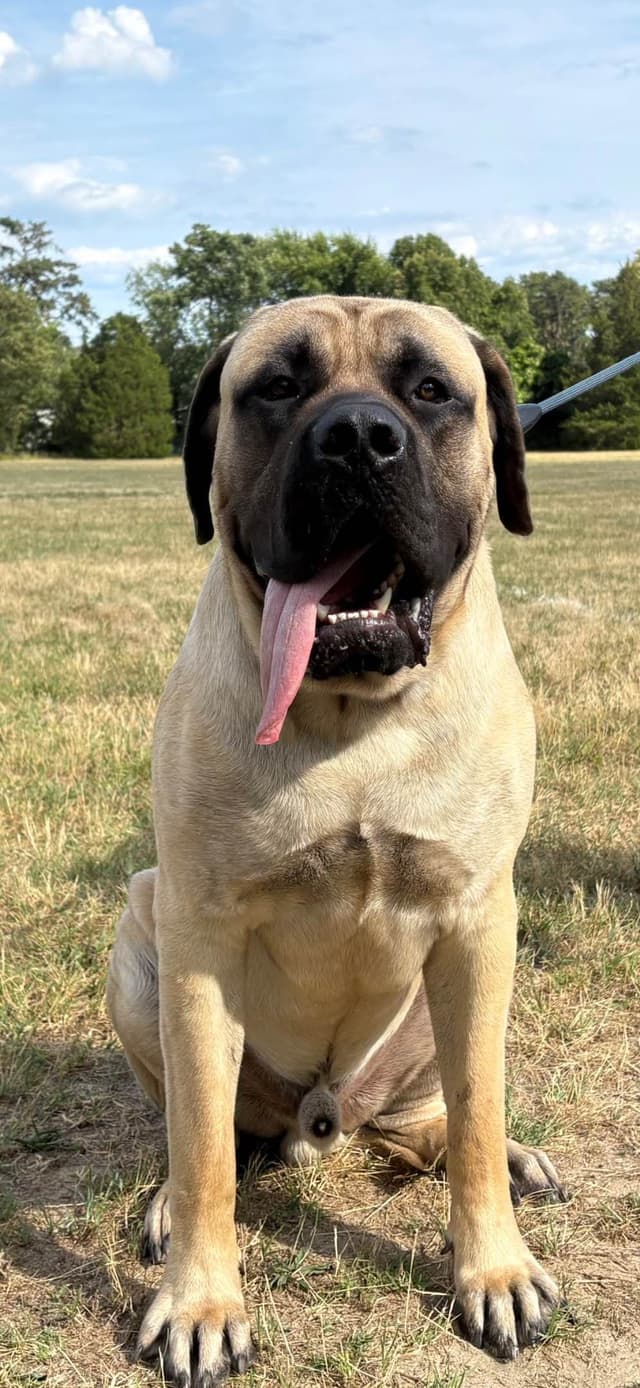 Mastiff Puppies media 2