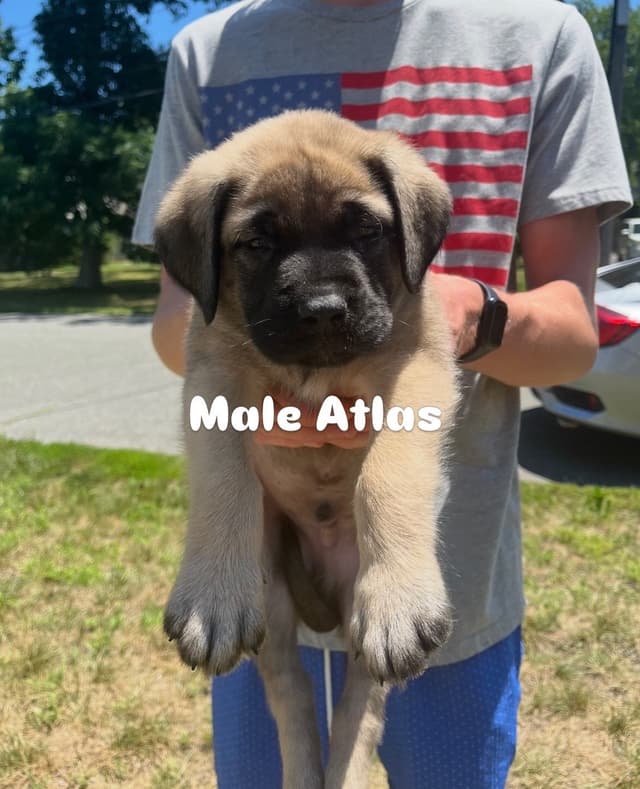 Mastiff Puppies media 3