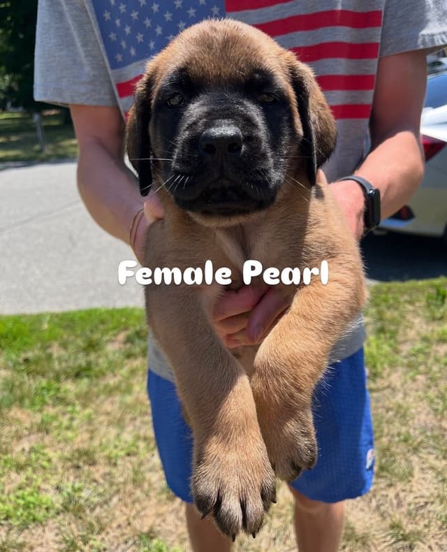Mastiff Puppies media 5