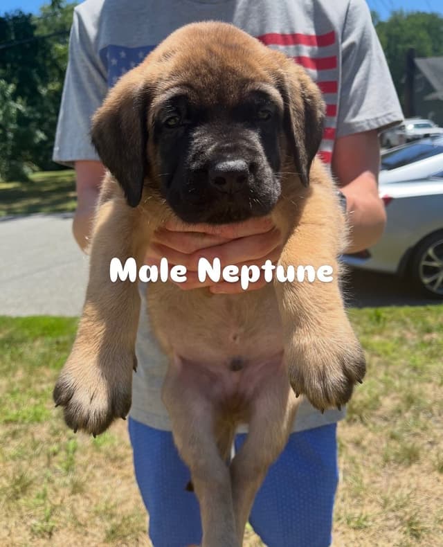 Mastiff Puppies media 10