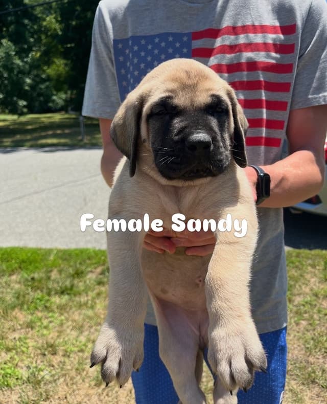 Mastiff Puppies media 8