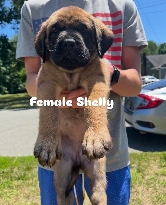 Mastiff Puppies media 4