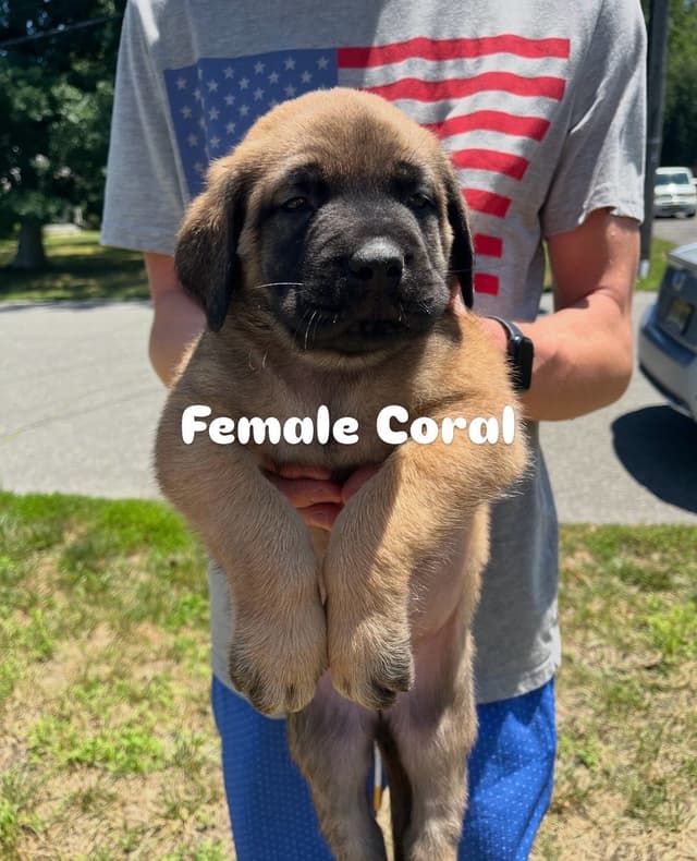 Mastiff Puppies media 6