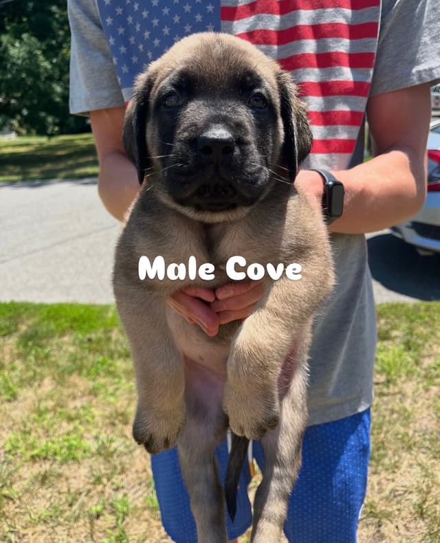 Mastiff Puppies media 9