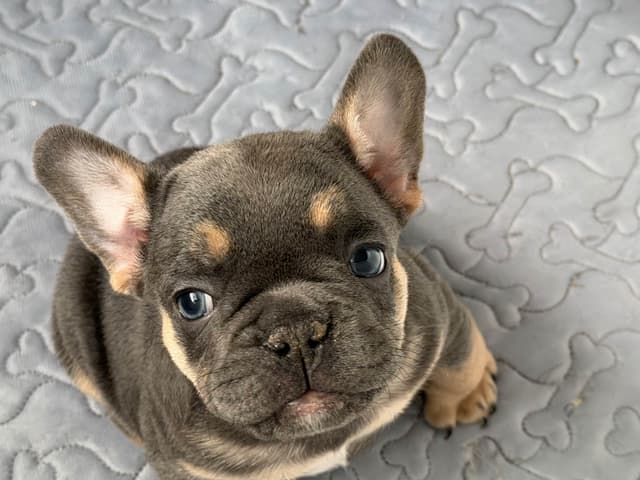 Buggy’s French Bulldog Puppies media 3
