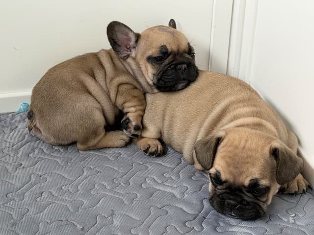 Buggy’s French Bulldog Puppies media 4