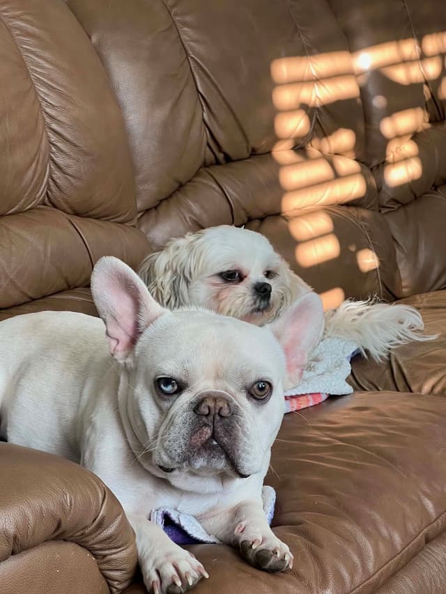 Buggy’s French Bulldog Puppies media 2