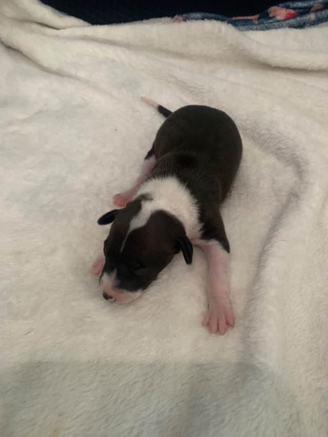 Male Italian Greyhound Puppy media 4