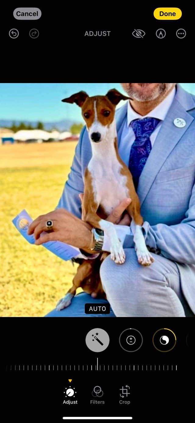 1 Female & 1 Male IG puppies media 2