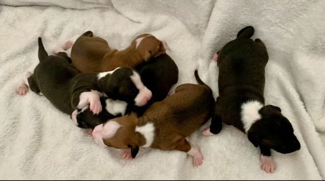 1 Female & 1 Male IG puppies media 4