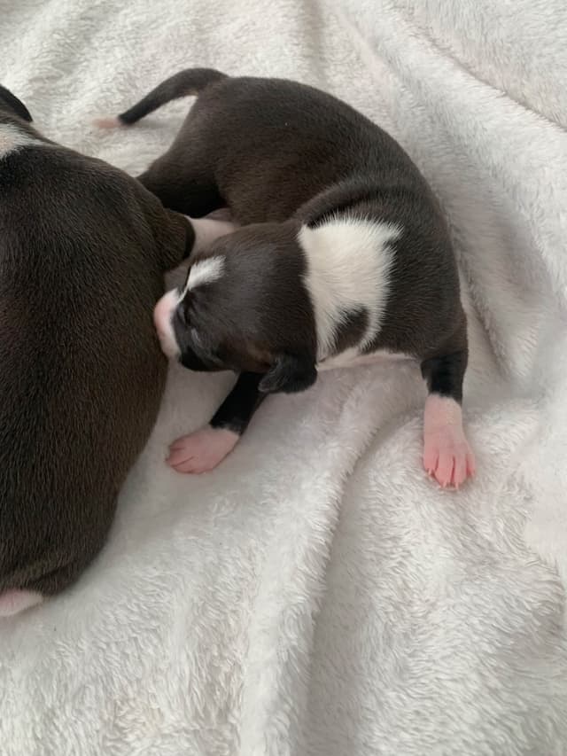 1 Female & 1 Male IG puppies media 7