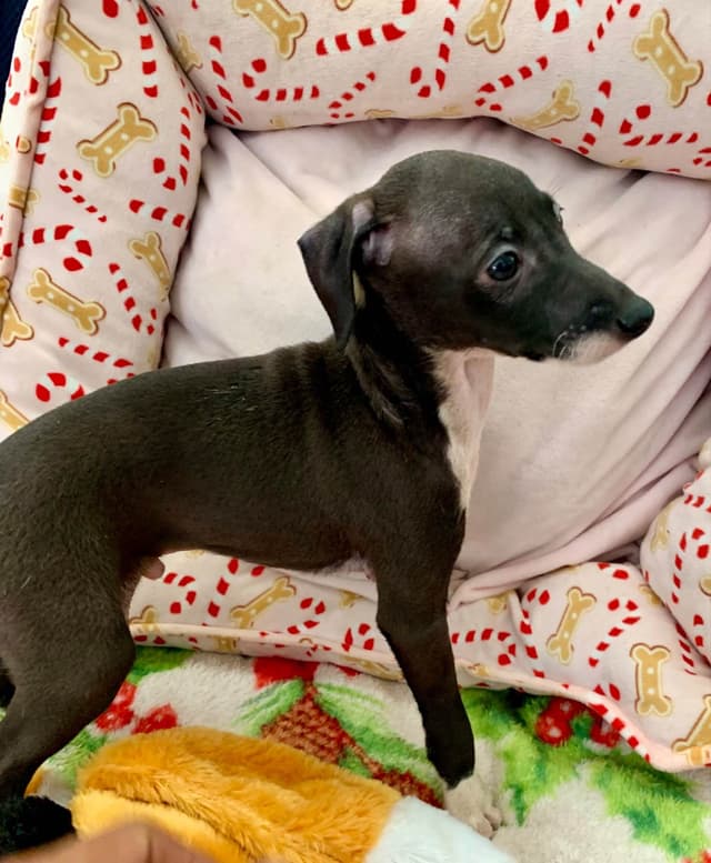 1 Female & 1 Male IG puppies media 8