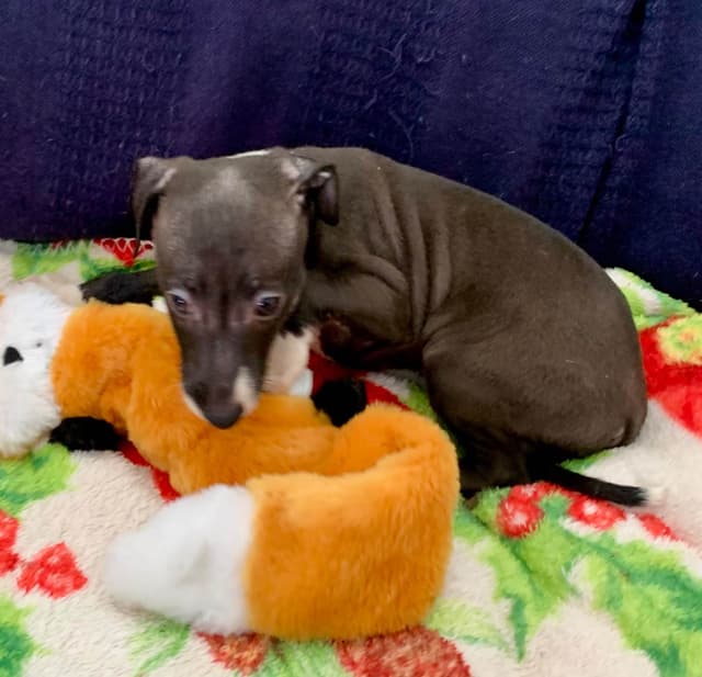 1 Female & 1 Male IG puppies media 9