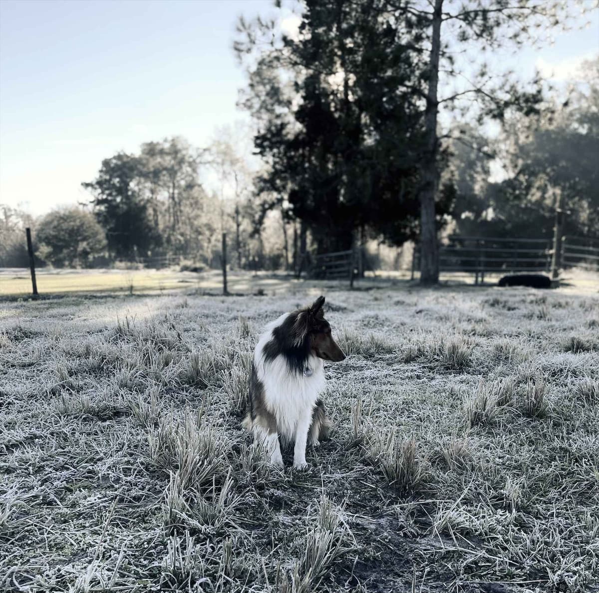 Shetland Sheepdog Puppies breeder image 3