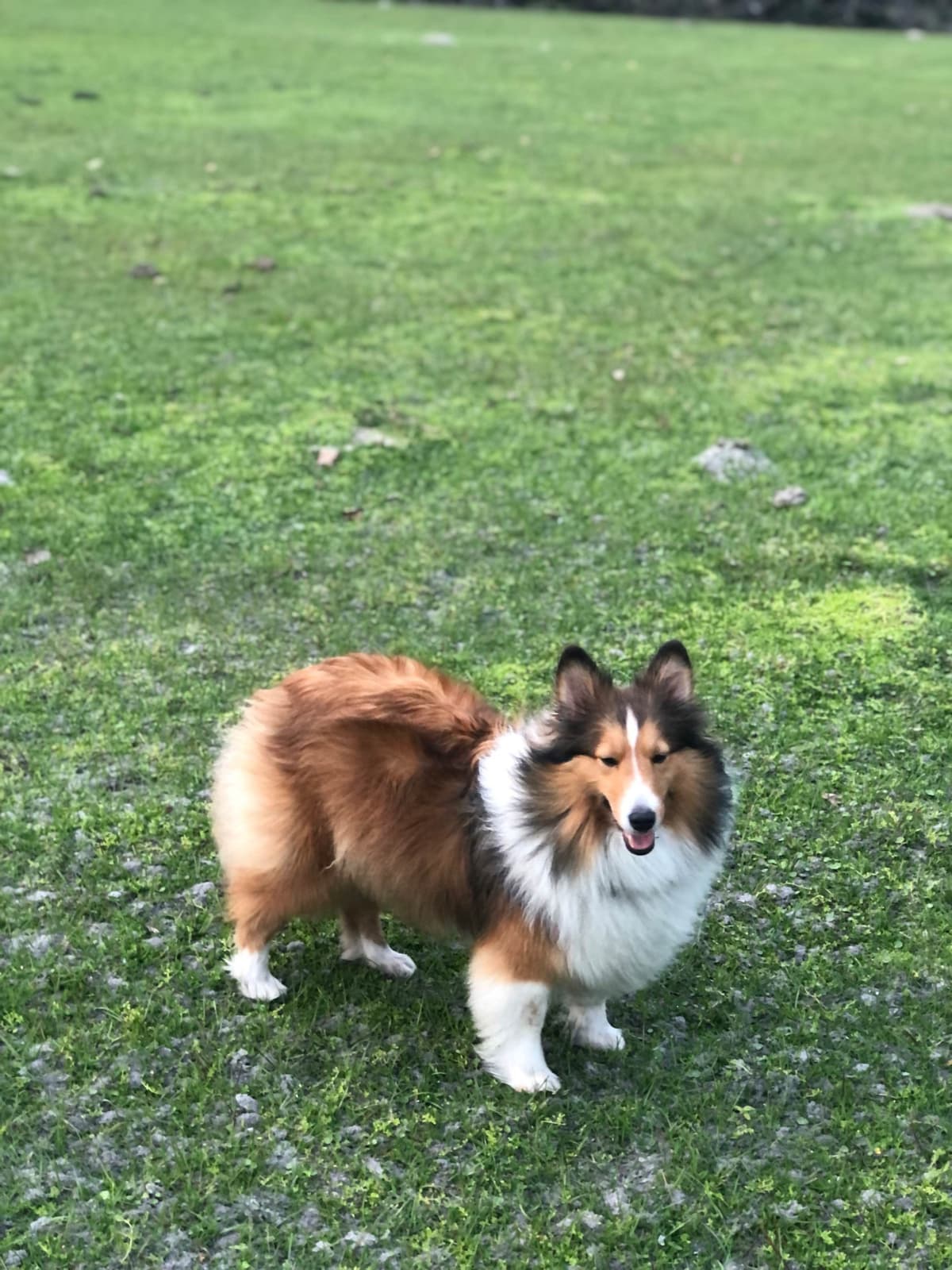 Shetland Sheepdog Puppies breeder image 4
